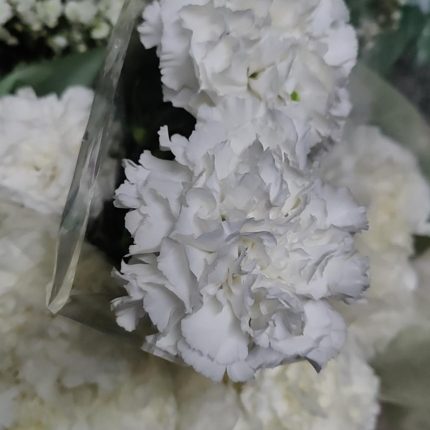 1 Carnation